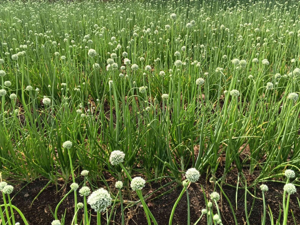 Flowering onion crop in the field