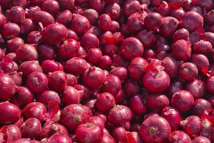 Harvested red onions piled after picking