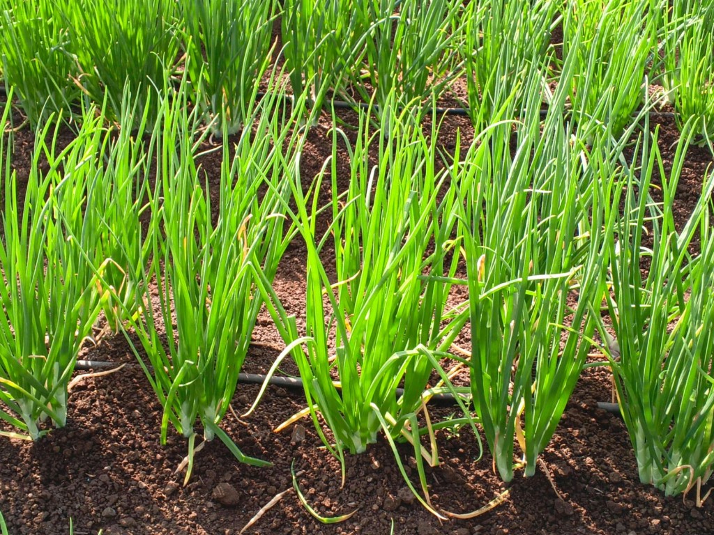 Young onion plants with drip irrigation