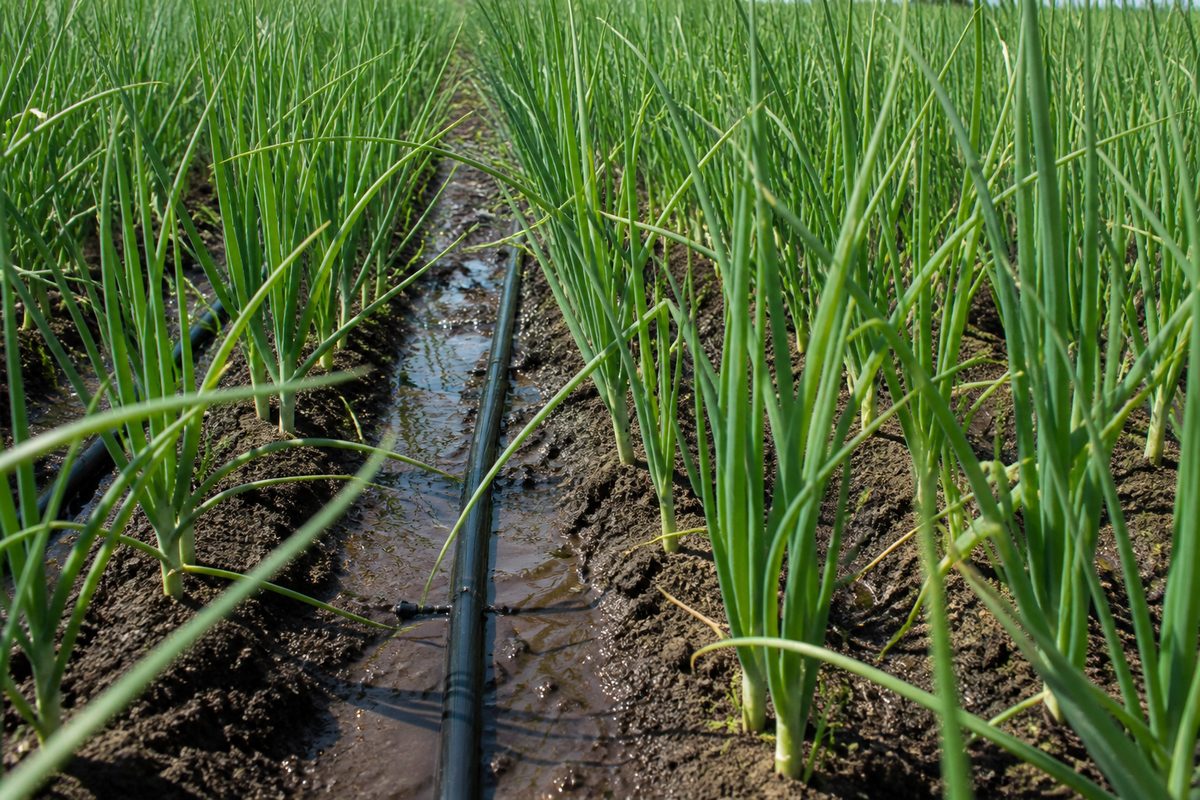 Drip irrigation in a green onion field