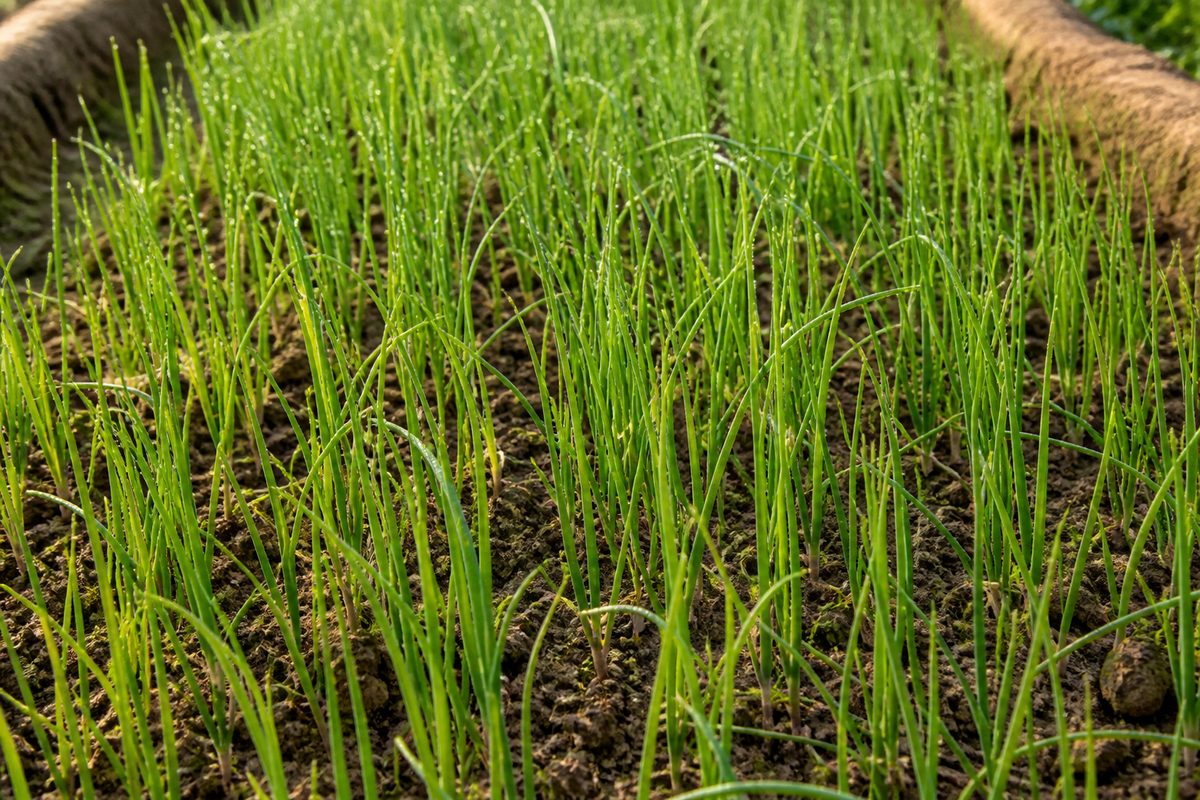 Onion seedlings in a nursery bed